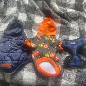 Puppy Fall harness, jacket, and Halloween sweater